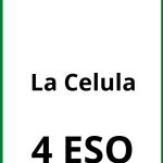 Ejercicios De La Celula 4 ESO PDF